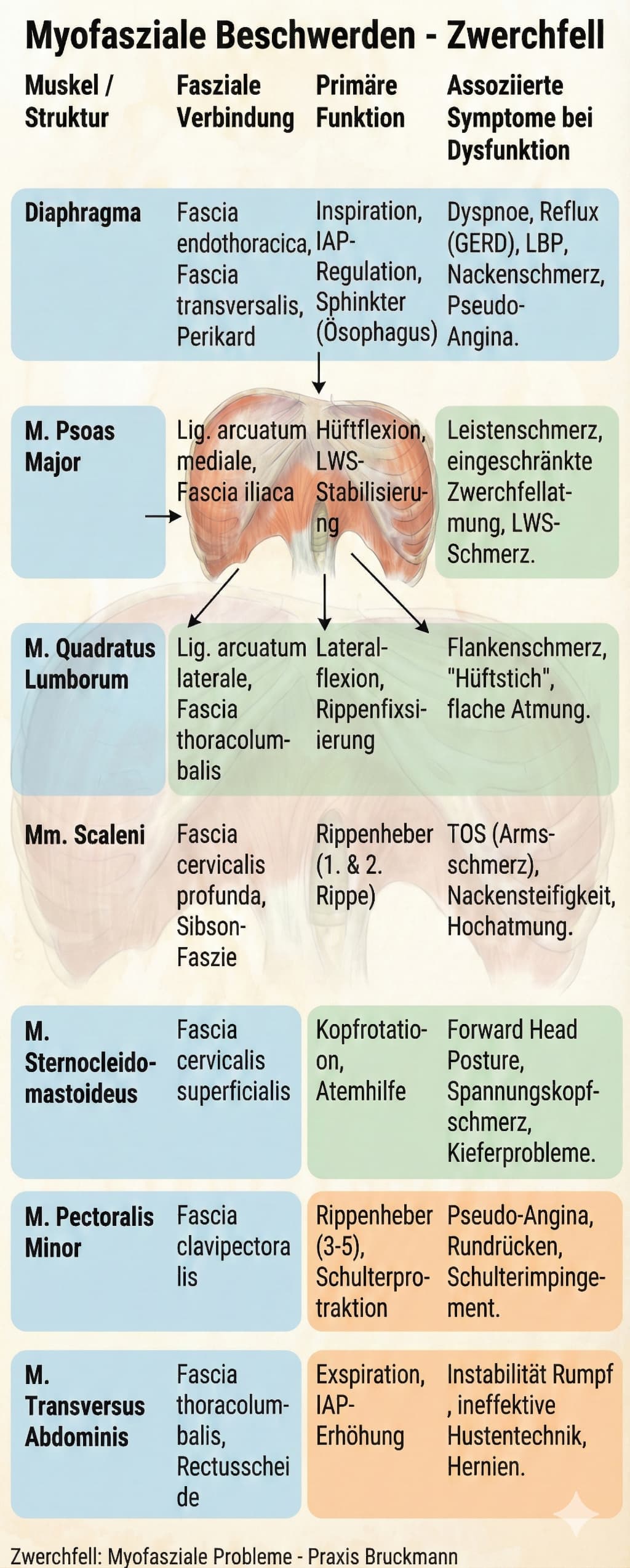 Praxis Bruckmann - myofasziale Ursachen für Zwerchfellprobleme