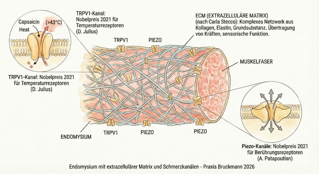 endomysium ecm piezzo quer web